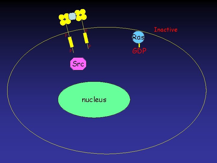 P P Ras P P Src nucleus GDP Inactive P P Ras P P Src nucleus GDP Inactive