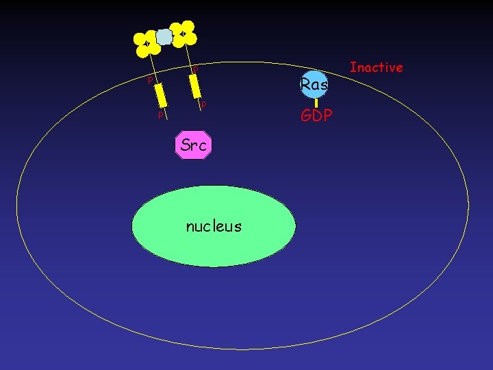 P P P Ras P Src nucleus GDP Inactive 