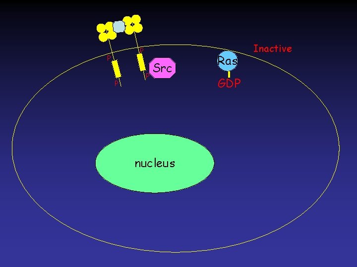 P P Src nucleus Ras GDP Inactive 