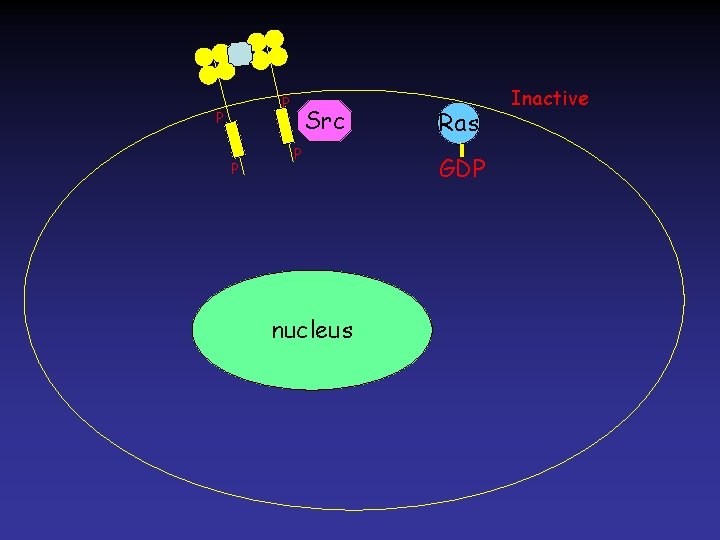 P P P Src P nucleus Ras GDP Inactive 