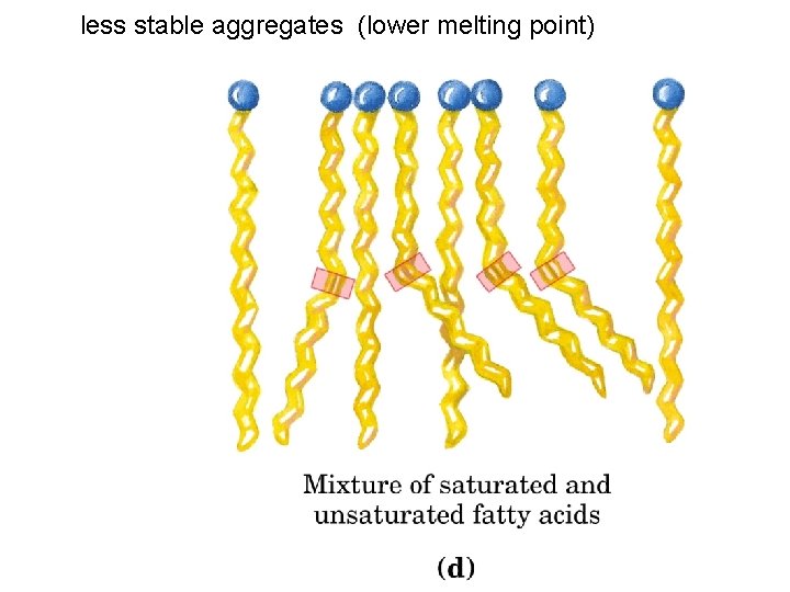 less stable aggregates (lower melting point) 