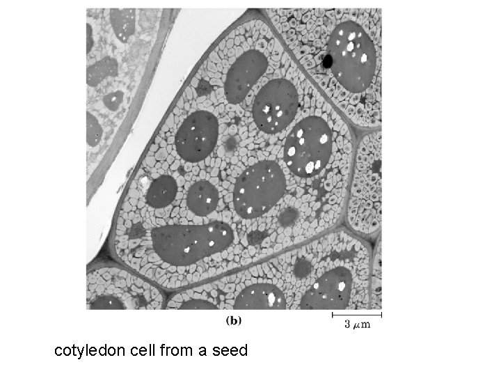 cotyledon cell from a seed 