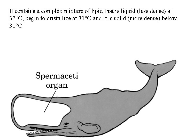 It contains a complex mixture of lipid that is liquid (less dense) at 37°C,