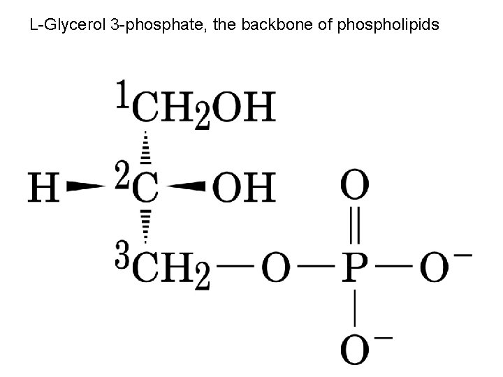 L-Glycerol 3 -phosphate, the backbone of phospholipids 
