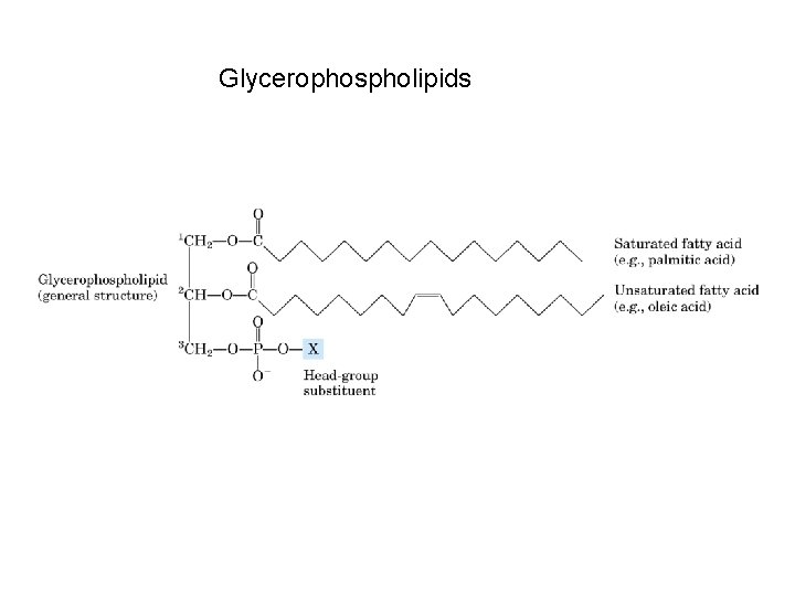 Glycerophospholipids 