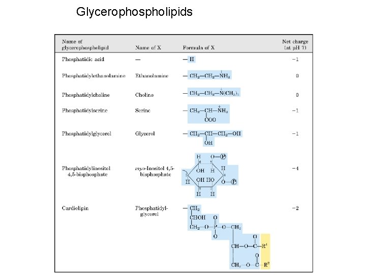 Glycerophospholipids 
