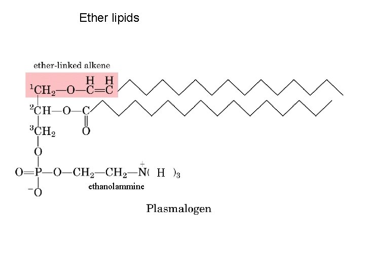 Ether lipids H ethanolammine 