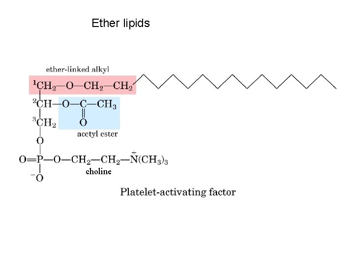 Ether lipids choline 