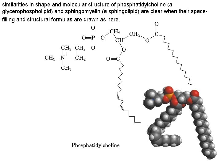 similarities in shape and molecular structure of phosphatidylcholine (a glycerophospholipid) and sphingomyelin (a sphingolipid)