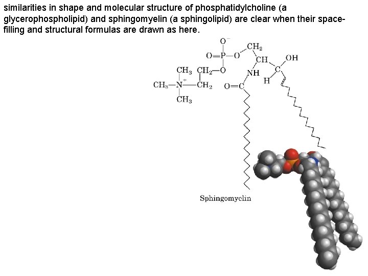 similarities in shape and molecular structure of phosphatidylcholine (a glycerophospholipid) and sphingomyelin (a sphingolipid)