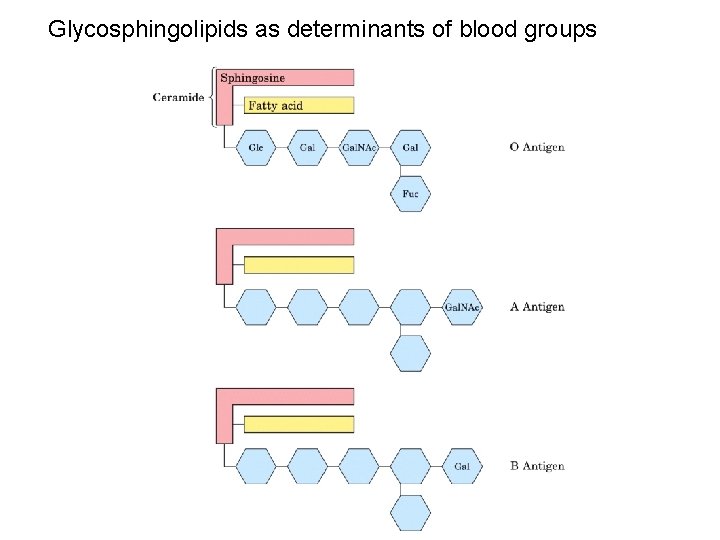 Glycosphingolipids as determinants of blood groups 