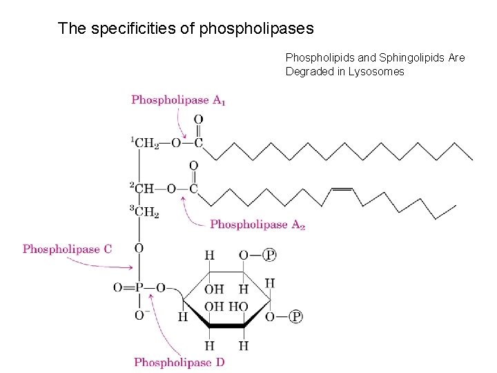 The specificities of phospholipases Phospholipids and Sphingolipids Are Degraded in Lysosomes 