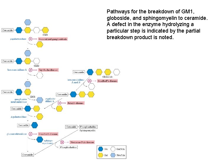 Pathways for the breakdown of GM 1, globoside, and sphingomyelin to ceramide. A defect