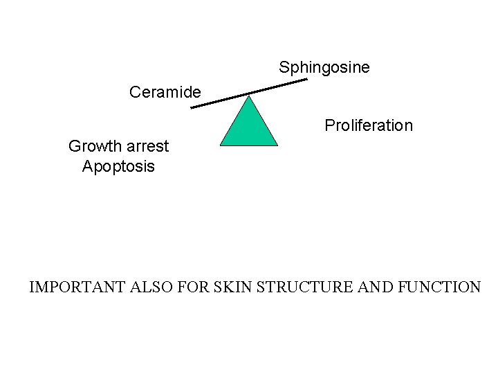 Sphingosine Ceramide Proliferation Growth arrest Apoptosis IMPORTANT ALSO FOR SKIN STRUCTURE AND FUNCTION 