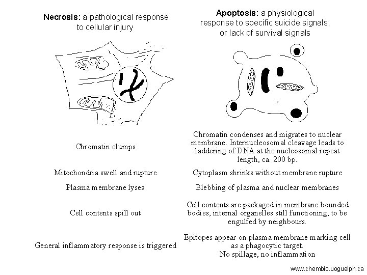 Necrosis: a pathological response to cellular injury Apoptosis: a physiological response to specific suicide