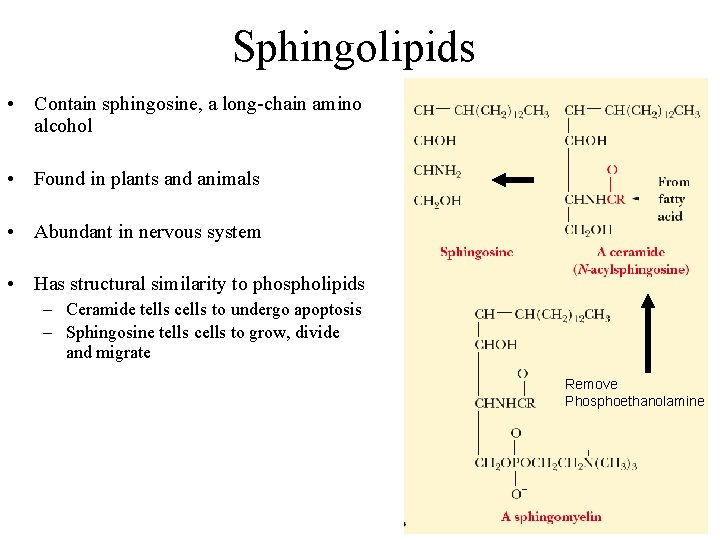 Sphingolipids • Contain sphingosine, a long-chain amino alcohol • Found in plants and animals