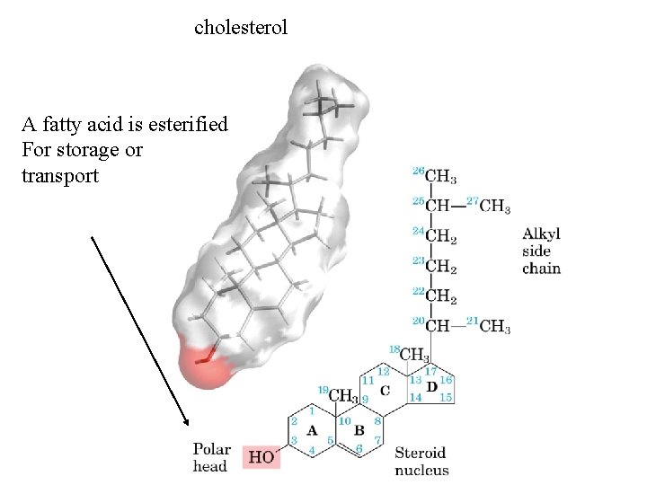 cholesterol A fatty acid is esterified For storage or transport 