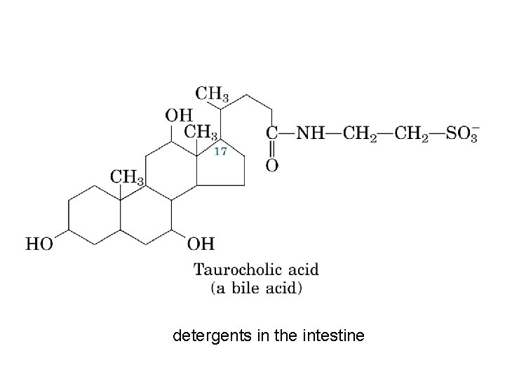 detergents in the intestine 