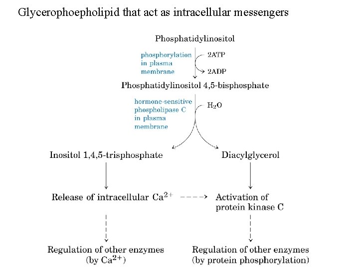 Glycerophoepholipid that act as intracellular messengers 