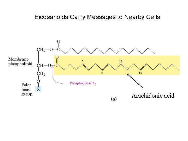 Eicosanoids Carry Messages to Nearby Cells Arachidonic acid 