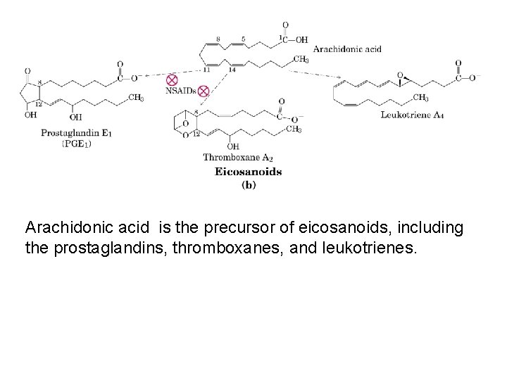 Arachidonic acid is the precursor of eicosanoids, including the prostaglandins, thromboxanes, and leukotrienes. 