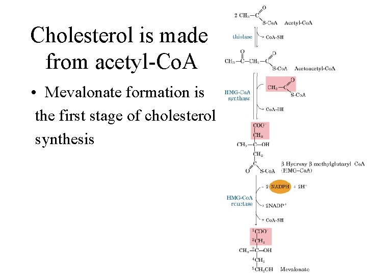 Cholesterol is made from acetyl-Co. A • Mevalonate formation is the first stage of