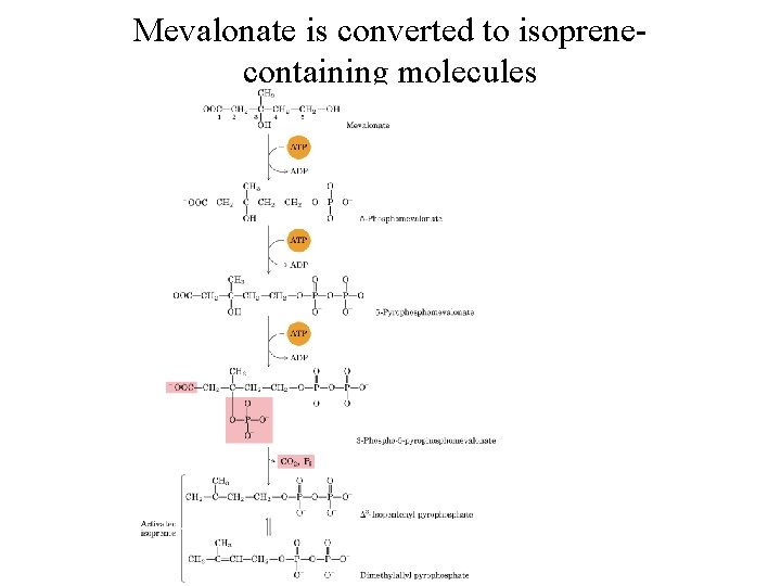 Mevalonate is converted to isoprenecontaining molecules 