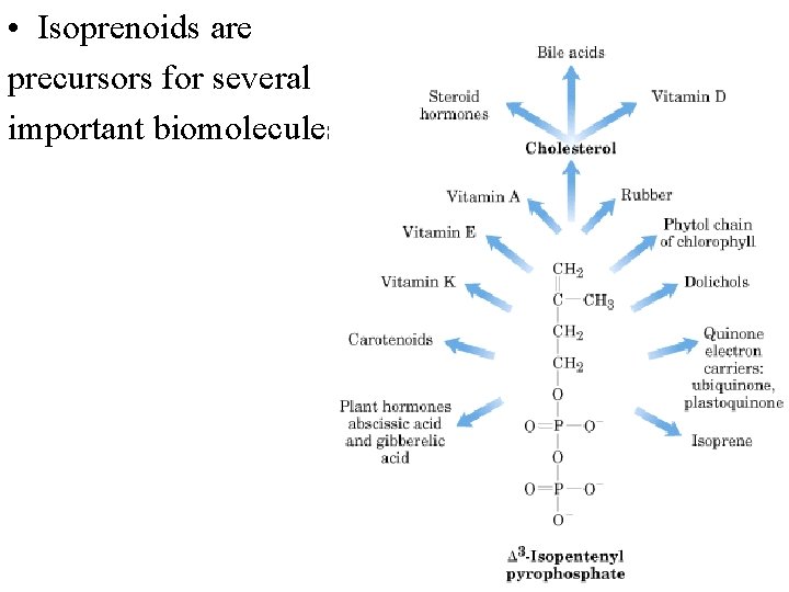  • Isoprenoids are precursors for several important biomolecules 