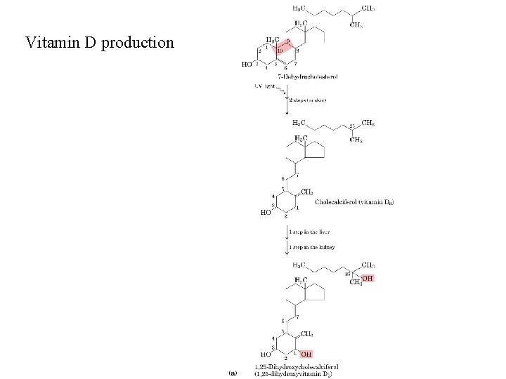 Vitamin D production 