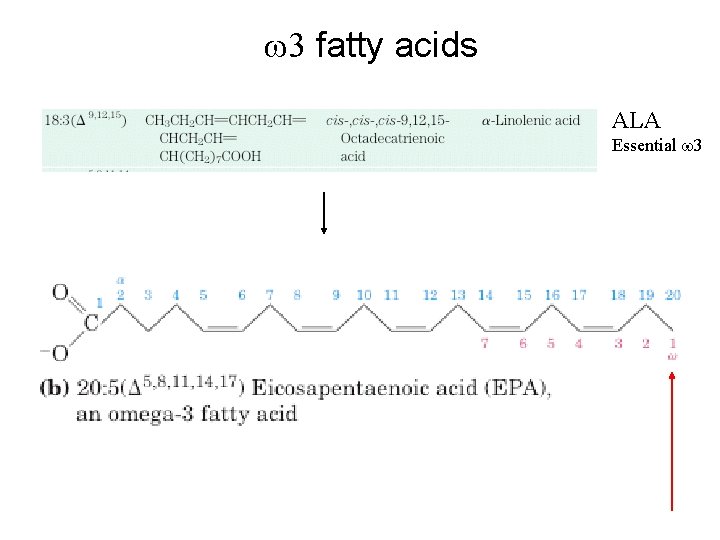 w 3 fatty acids ALA Essential w 3 