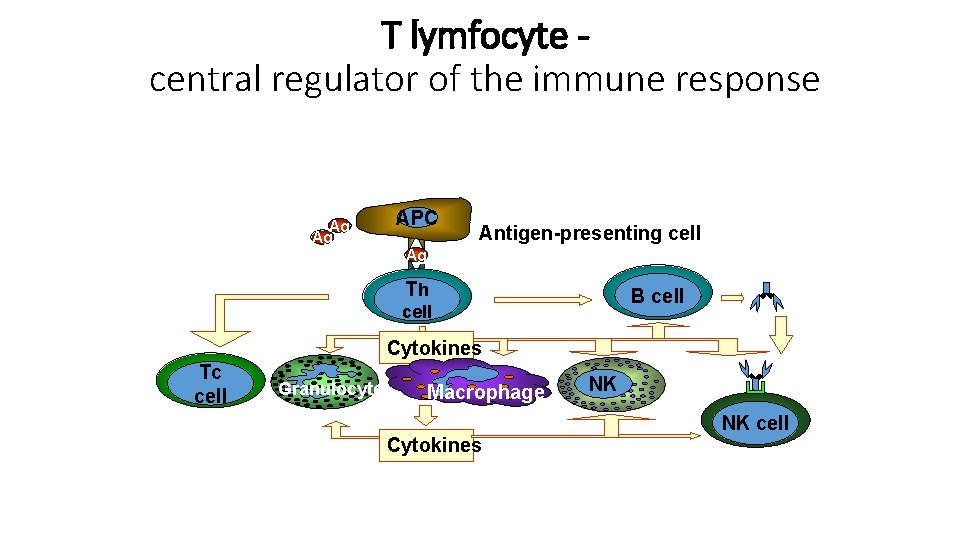 T lymfocyte central regulator of the immune response Ag Ag APC Antigen-presenting cell Ag