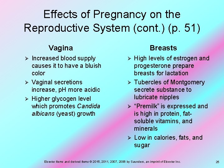 Effects of Pregnancy on the Reproductive System (cont. ) (p. 51) Vagina Increased blood