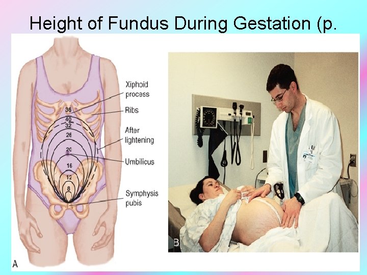 Height of Fundus During Gestation (p. 51) Elsevier items and derived items © 2015,