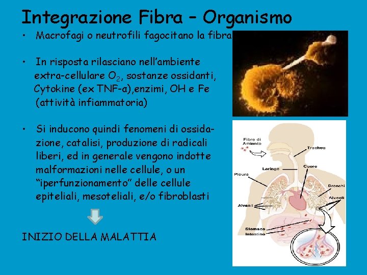 Integrazione Fibra – Organismo • Macrofagi o neutrofili fagocitano la fibra • In risposta