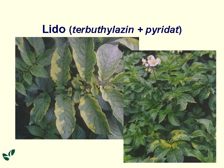 Lido (terbuthylazin + pyridat) 