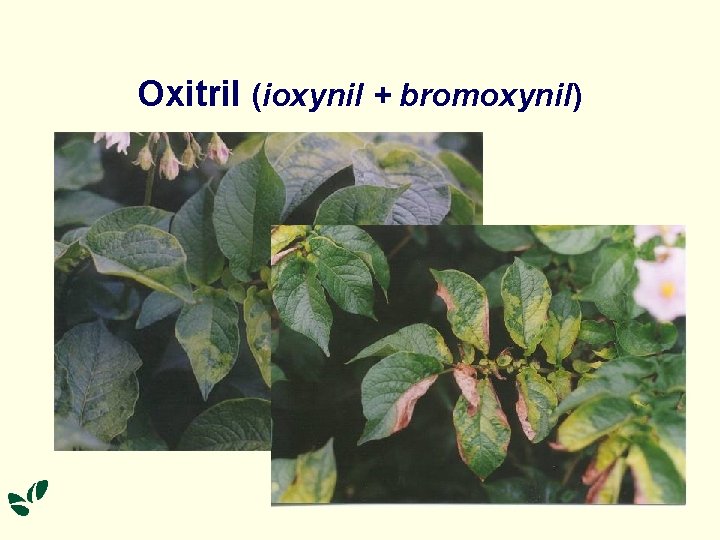 Oxitril (ioxynil + bromoxynil) 