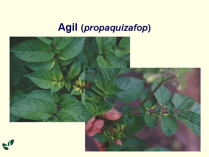 Agil (propaquizafop) 