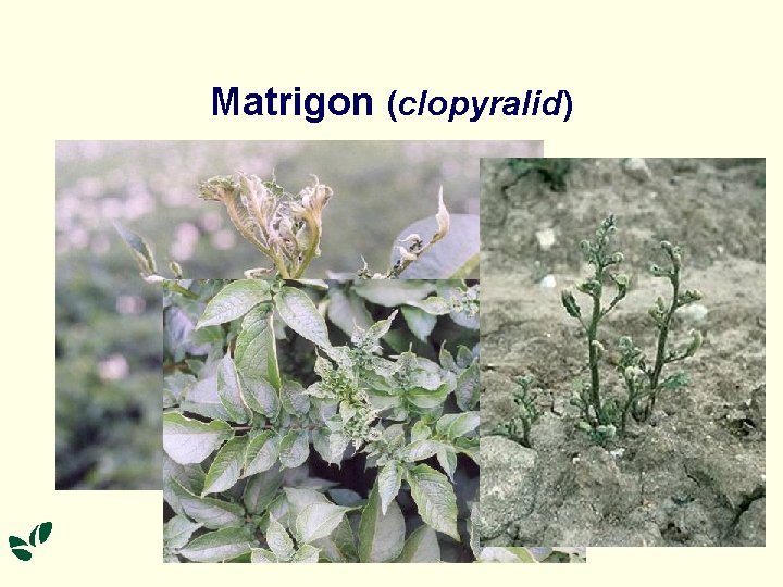 Matrigon (clopyralid) 