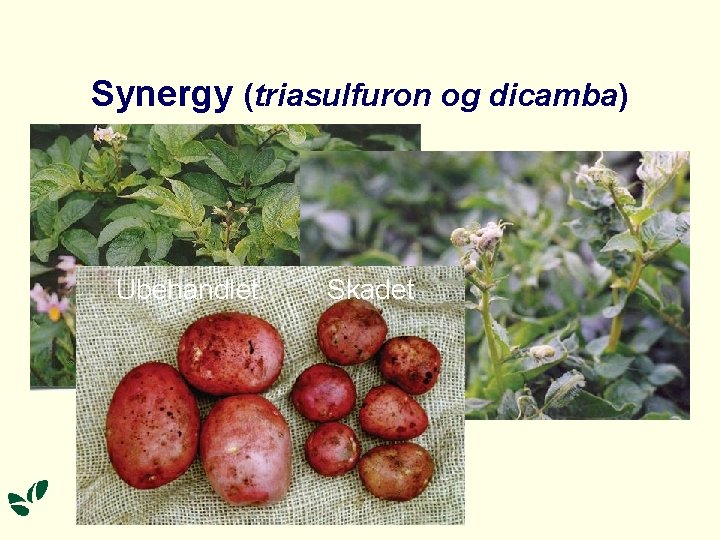 Synergy (triasulfuron og dicamba) Ubehandlet. Skadet 