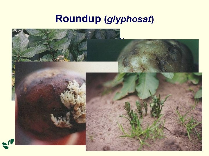 Roundup (glyphosat) Samme år der behandles: • Citrongule skudspidser • Knoldene revner i overfladen