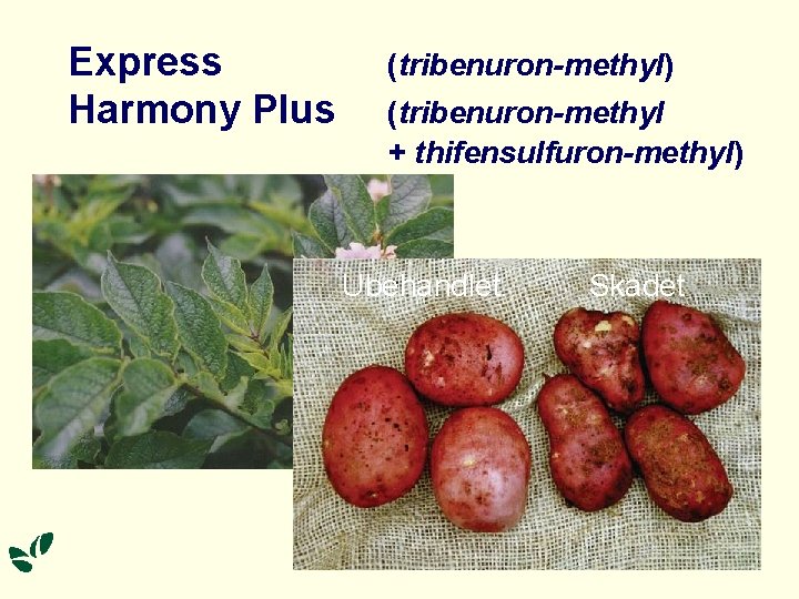 Express Harmony Plus (tribenuron-methyl) (tribenuron-methyl + thifensulfuron-methyl) Ubehandlet. Skadet 