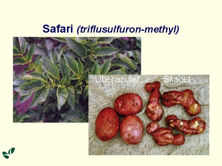 Safari (triflusulfuron-methyl) Ubehandlet. Skadet 