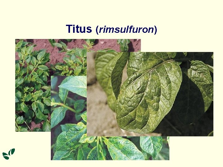 Titus (rimsulfuron) 