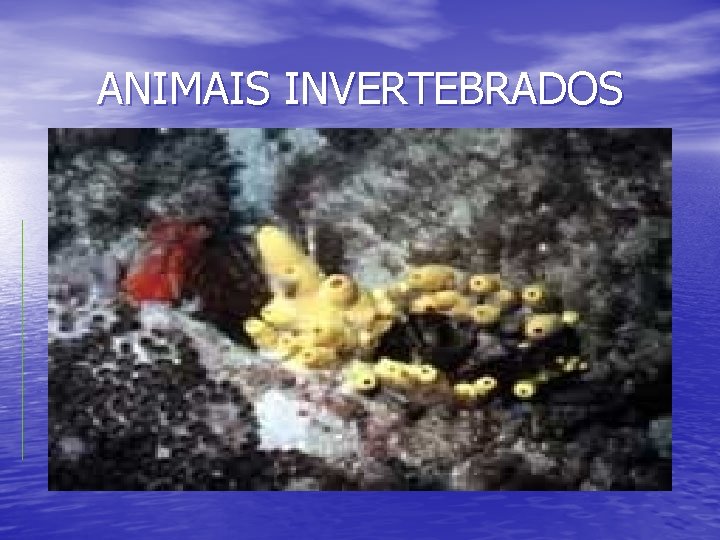 ANIMAIS INVERTEBRADOS 
