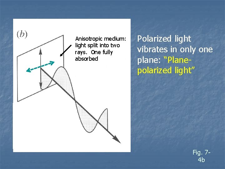 Anisotropic medium: light split into two rays. One fully absorbed Polarized light vibrates in