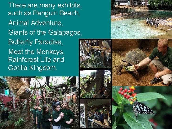 There are many exhibits, such as Penguin Beach, Animal Adventure, Giants of the Galapagos, There are many exhibits, such as Penguin Beach, Animal Adventure, Giants of the Galapagos,