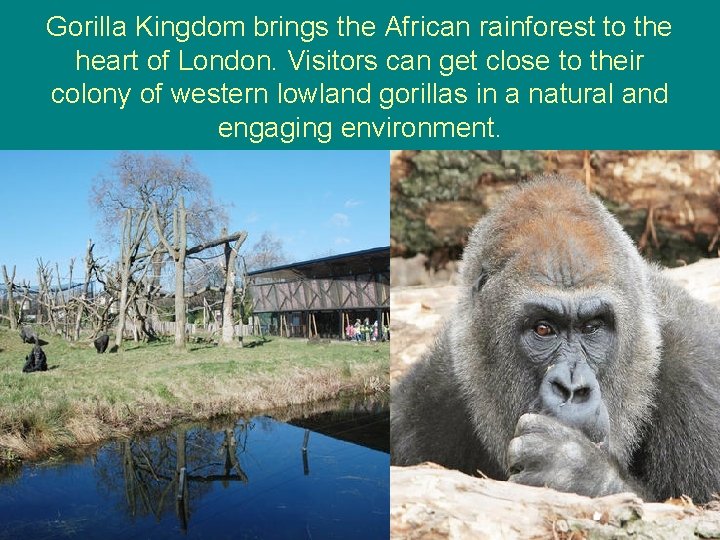 Gorilla Kingdom brings the African rainforest to the heart of London. Visitors can get Gorilla Kingdom brings the African rainforest to the heart of London. Visitors can get