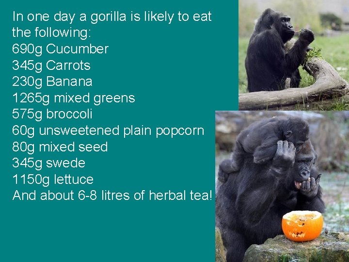 In one day a gorilla is likely to eat the following: 690 g Cucumber In one day a gorilla is likely to eat the following: 690 g Cucumber