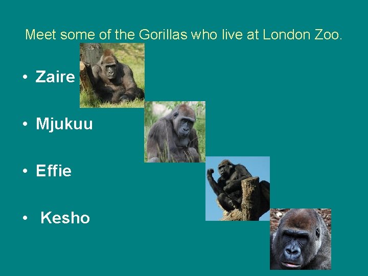 Meet some of the Gorillas who live at London Zoo. • Zaire • Mjukuu Meet some of the Gorillas who live at London Zoo. • Zaire • Mjukuu