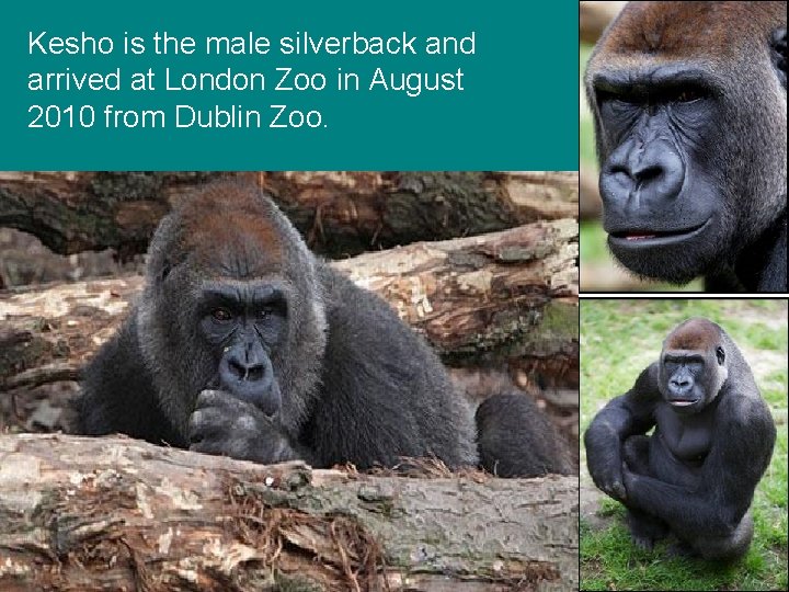 Kesho is the male silverback and arrived at London Zoo in August 2010 from Kesho is the male silverback and arrived at London Zoo in August 2010 from